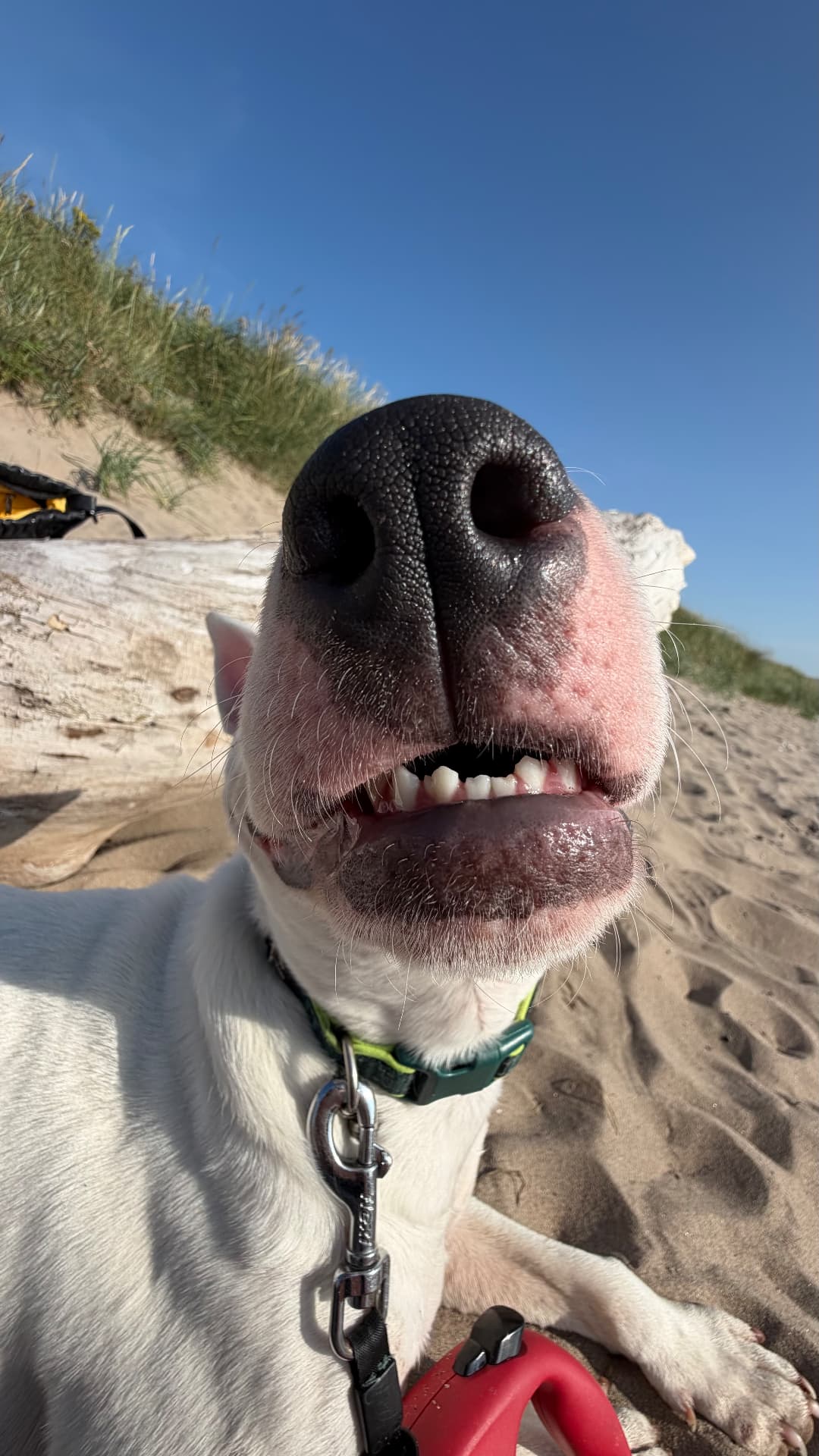 Ein weißer Hund grinst am Strand in die Kamera