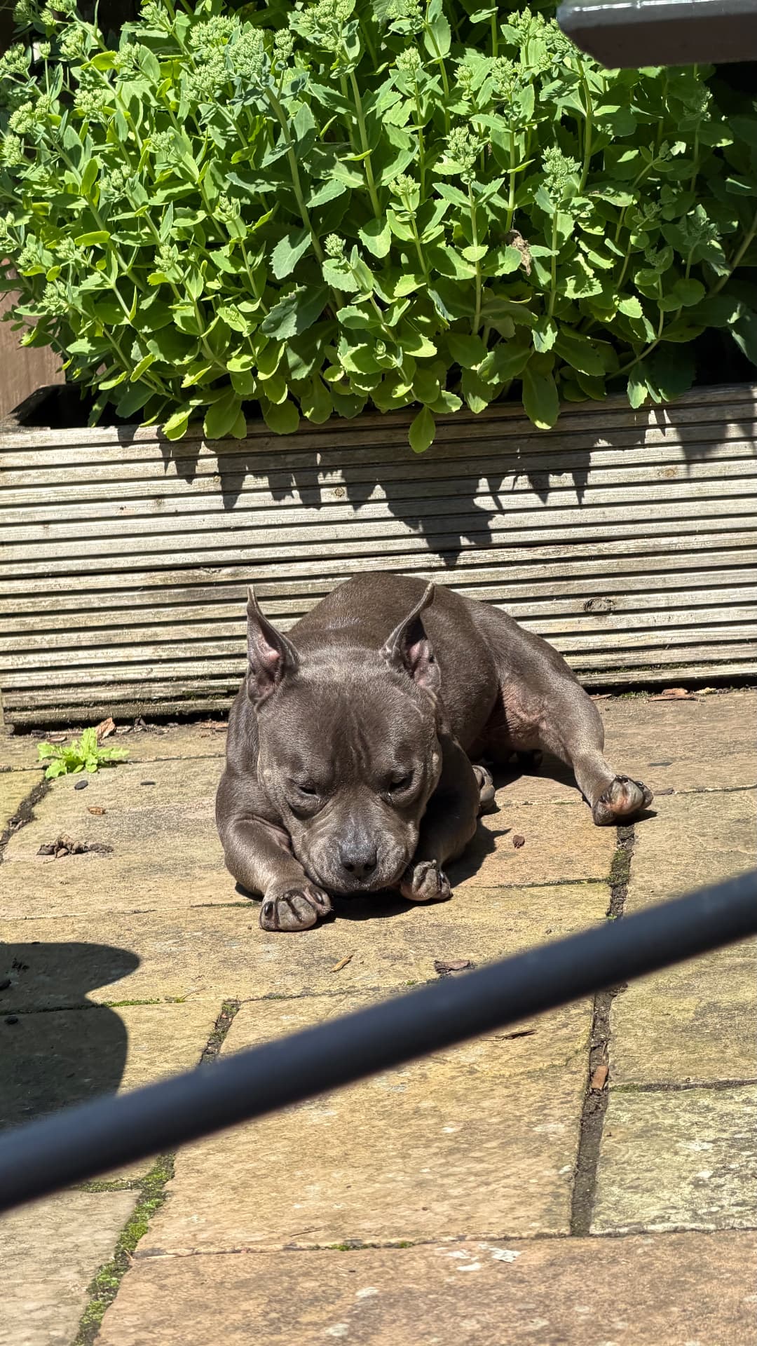Ein grauer Hund döst in der Sonne auf einer Gartenterrasse