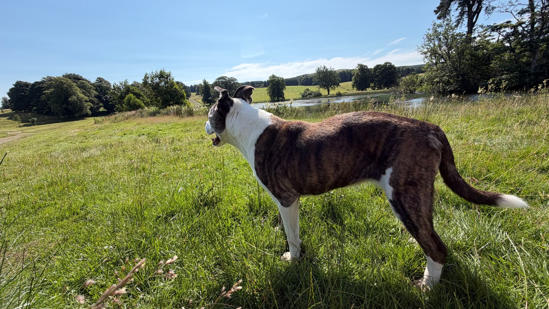 Ein gestromter Hund blickt über Wiese und See