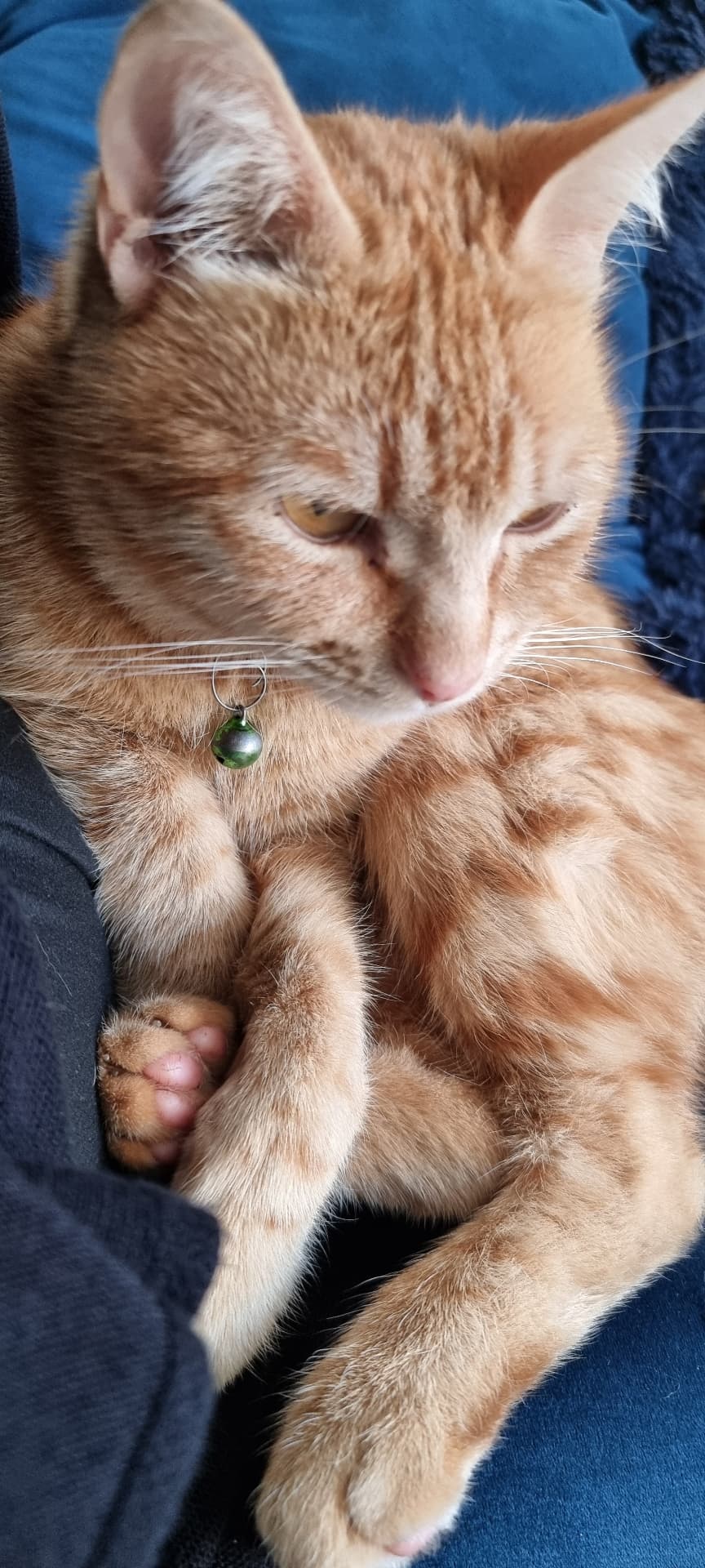 Ein roter Kater döst auf dem Schoß