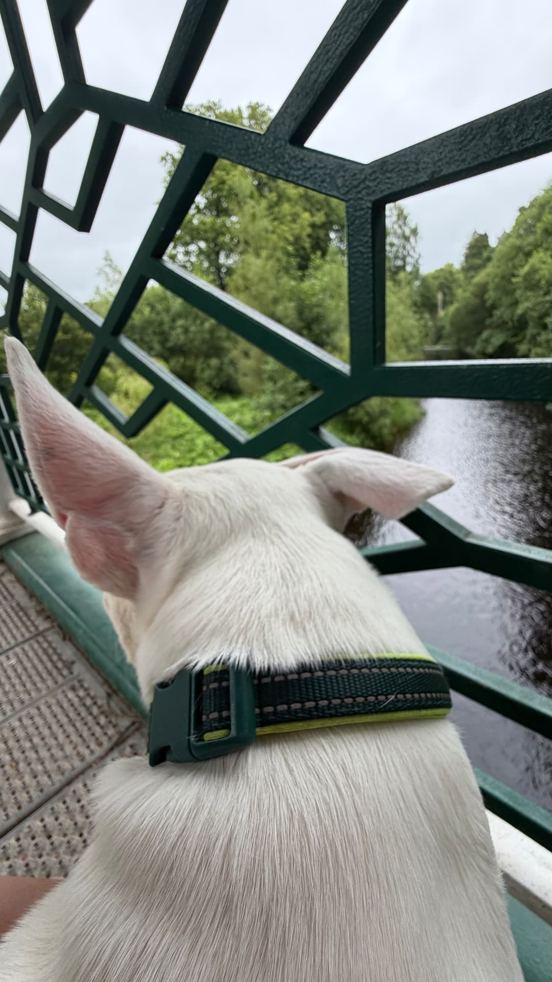 Ein weißer Hund blickt von einer Brücke auf einen Fluss