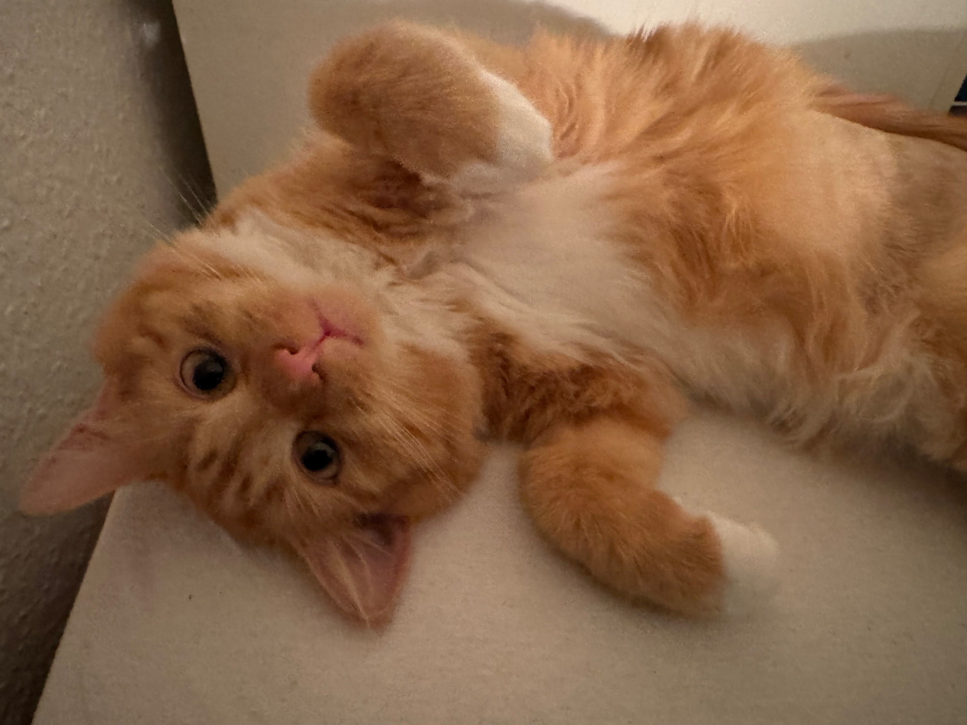 Ein roter Kater liegt verspielt auf dem Rücken