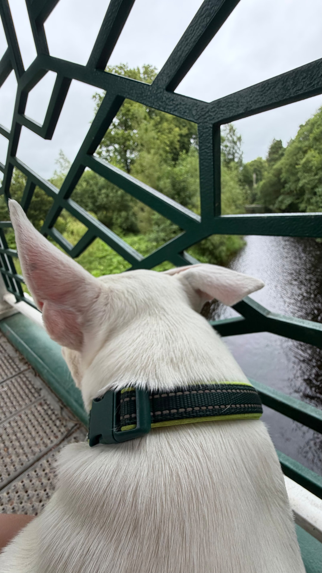 Ein weißer Hund blickt von einer Brücke auf einen Fluss