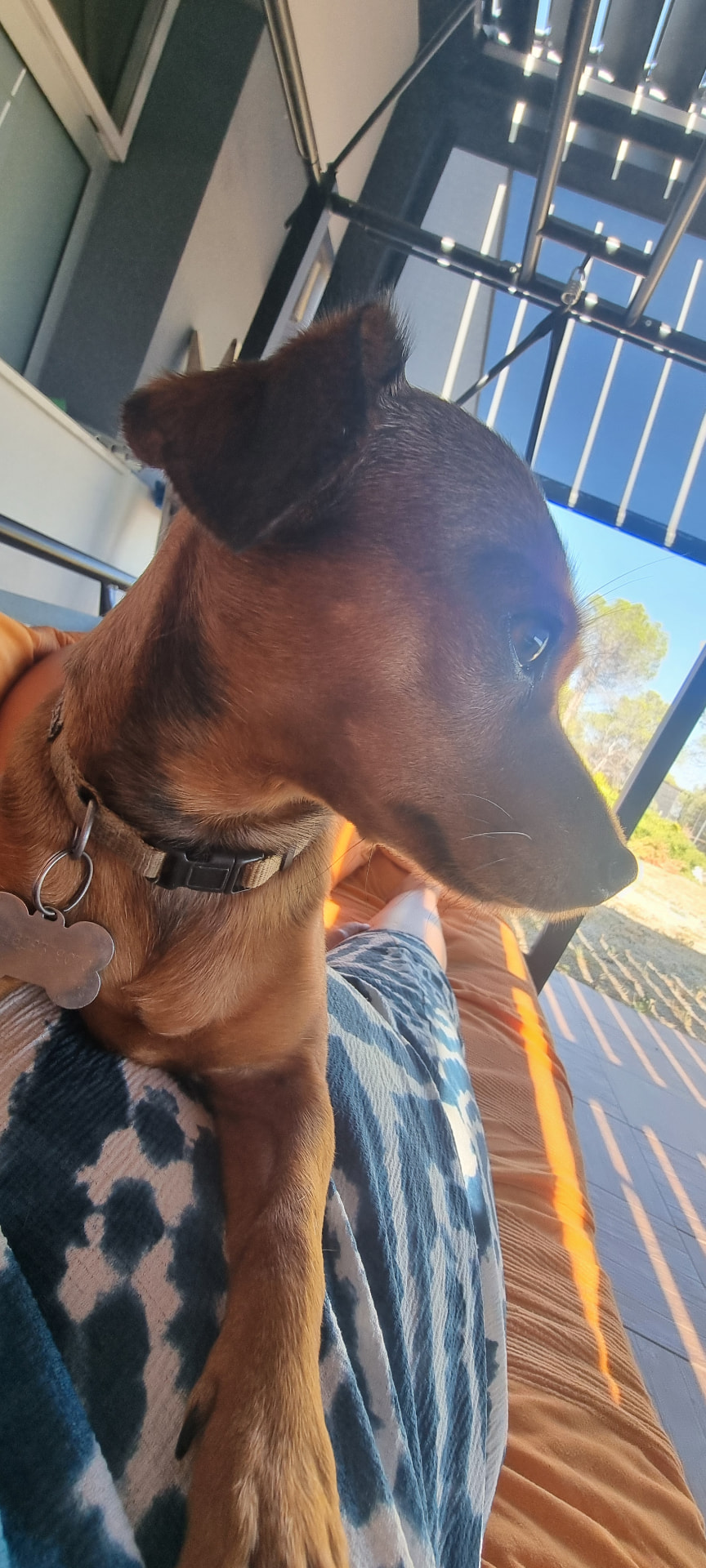 Ein kleiner brauner Hund liegt in der Sonne auf dem Schoß