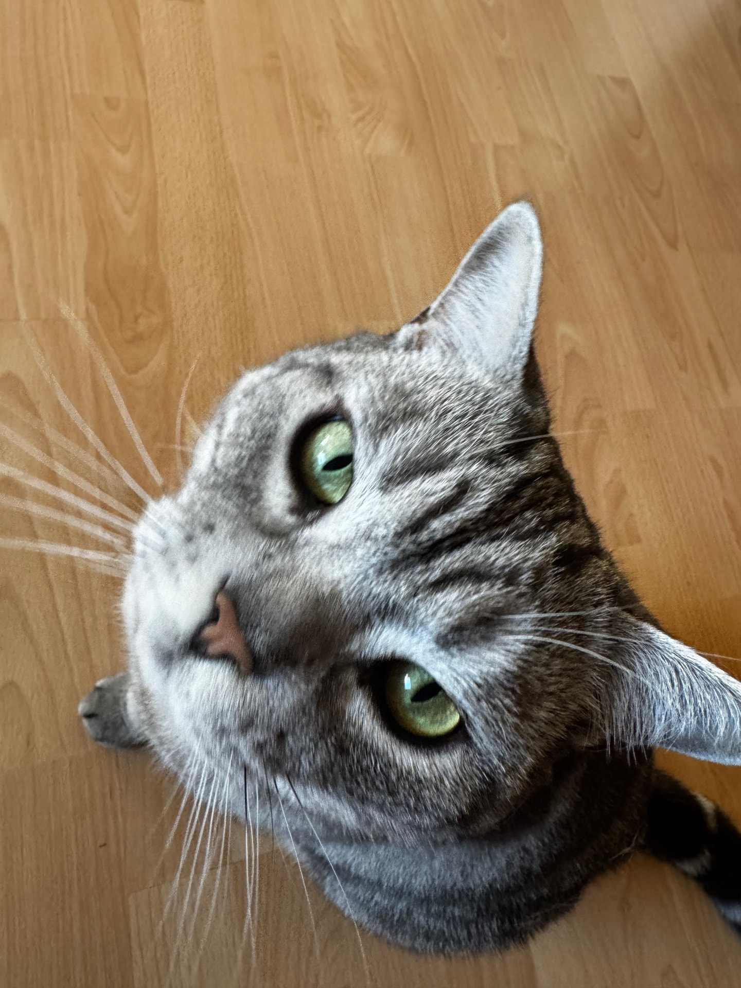 Eine graue Tigerkatze mit grünen Augen schaut nach oben