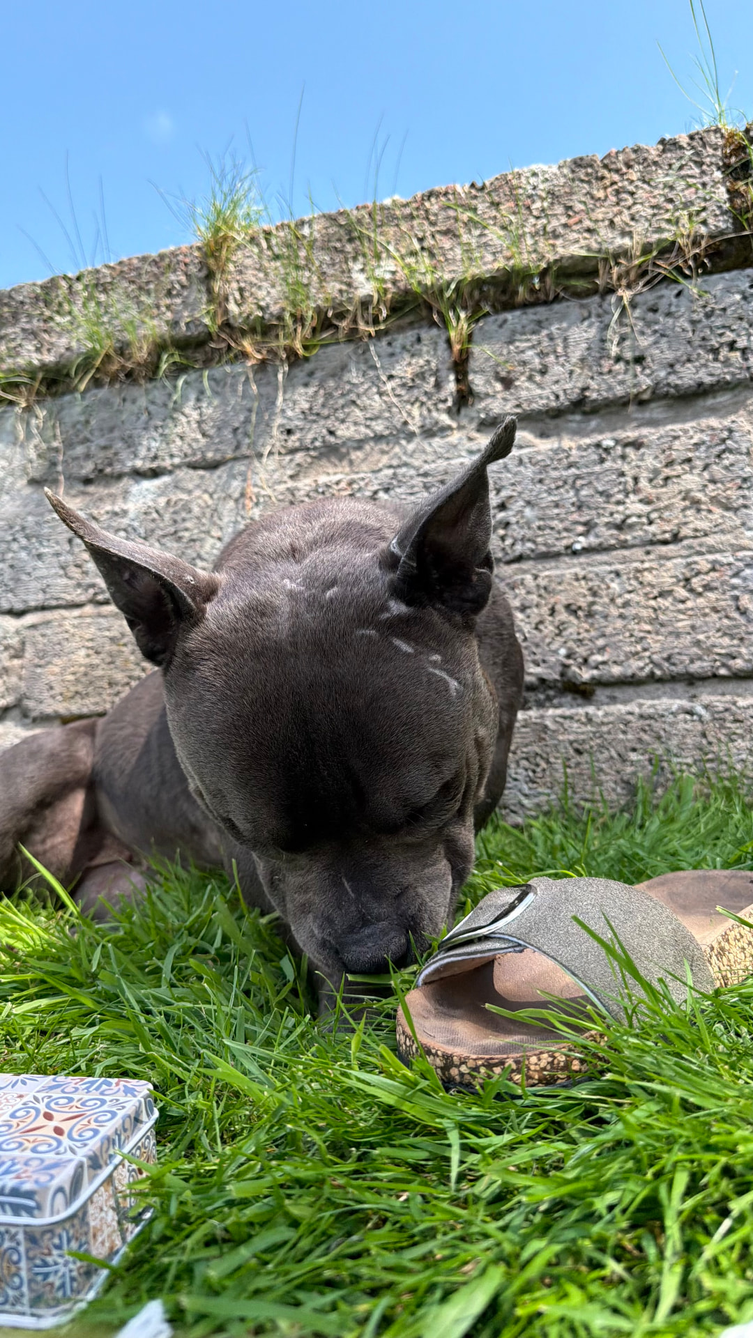 Ein grauer Hund schnuppert im Gras an einer Gartenmauer