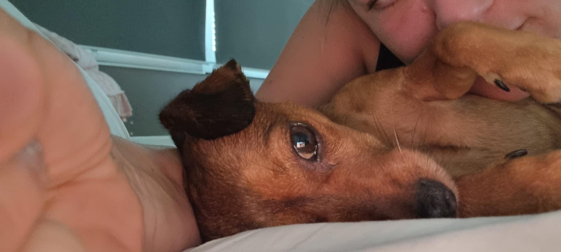 Ein kleiner brauner Hund kuschelt im Bett